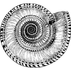 Ammonite stamp