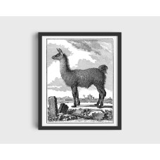 Lama schwarz-weiss Grafik (b-lama) by www.exlibris-insel.de/shop